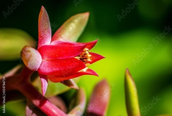 Obraz The brightest star