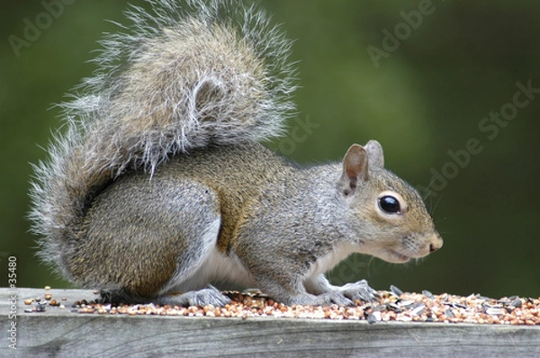 Obraz squirrel feeding