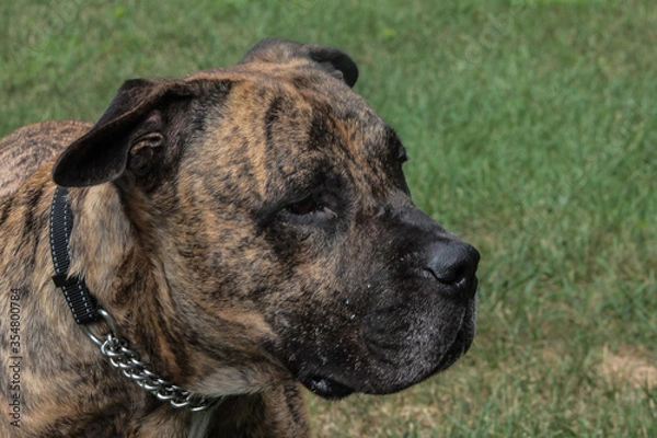 Obraz Closeup of Pit Mastiff Laying in Grass
