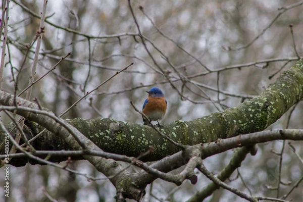 Fototapeta Male Eastern Bluebird Perched on Tree Branch Looking to the Side