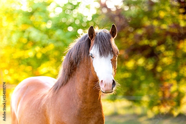 Fototapeta Beautiful stunning welsh mountain pony young helathy stallion running and posing on pasture on golden hour. Amazing colorful scenery with great animal.