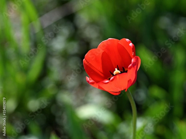 Obraz garden bright red spring tulip