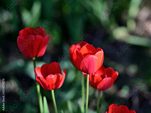 Obraz garden bright red spring tulips