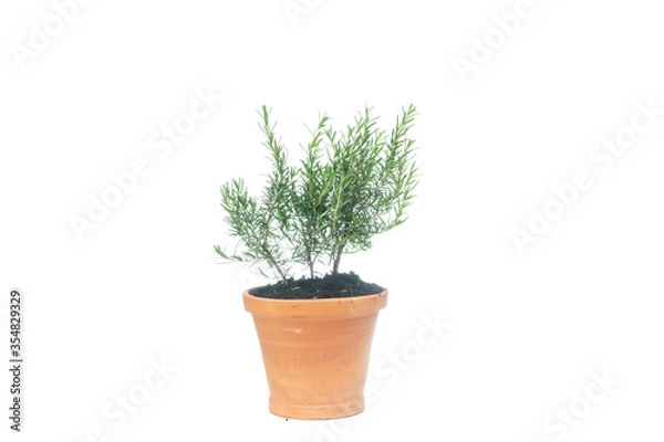 Fototapeta rosemary in clay pot on white background, rosmarinus officinalis