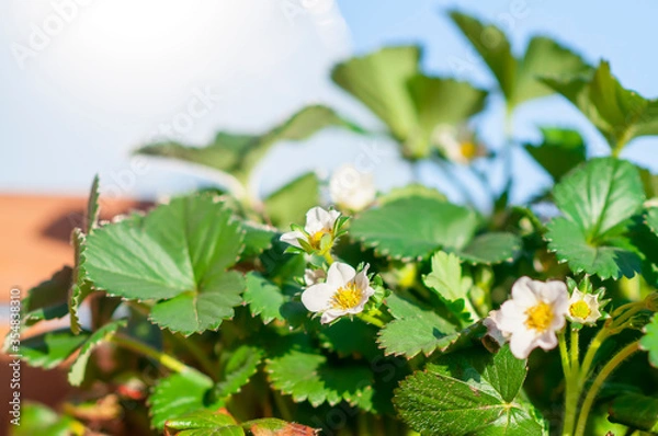 Obraz close-up of white strawberry flower in the vegetable garden