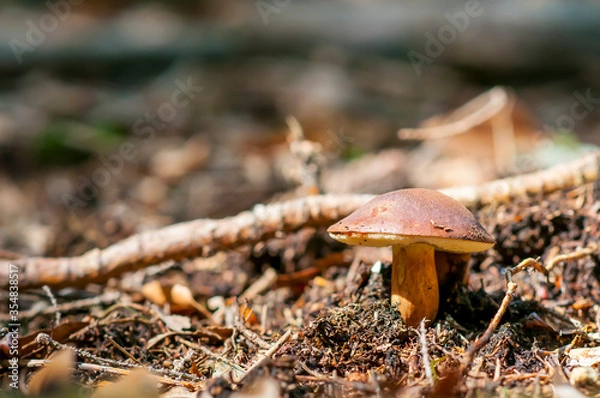 Obraz Imleria badia, commonly known as the bay bolete, Edible fungus in the forest