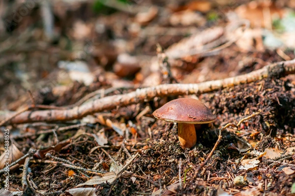 Obraz Imleria badia, commonly known as the bay bolete, Edible fungus in the forest