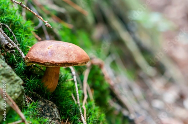 Fototapeta Imleria badia, commonly known as the bay bolete, Edible fungus in the forest