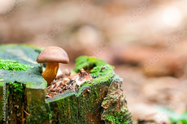 Obraz Imleria badia, commonly known as the bay bolete, Edible fungus in the forest