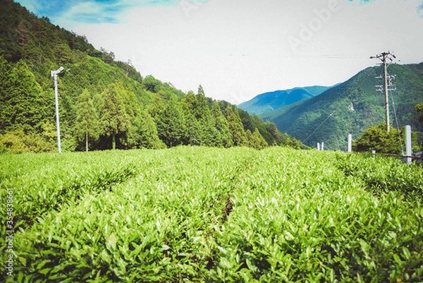 Fototapeta お茶畑