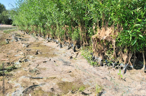 Obraz vegetation on the shore covered with algae and silt after the water falls after flood