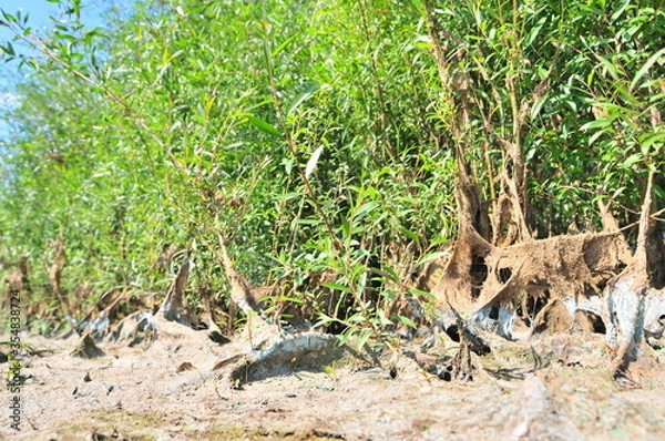 Obraz vegetation on the shore covered with algae and silt after the water falls after flood