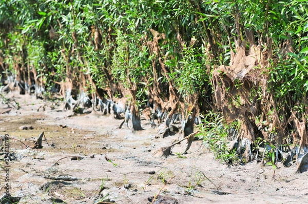 Obraz vegetation on the shore covered with algae and silt after the water falls after flood