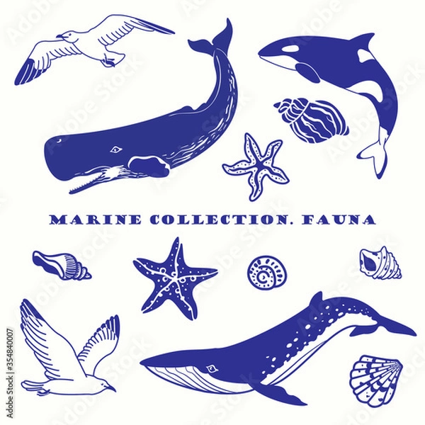 Fototapeta Set of isolated elements on the marine theme. Seagulls, sperm whale, killer whale, striped whale, shells and starfish. Vector graphic.