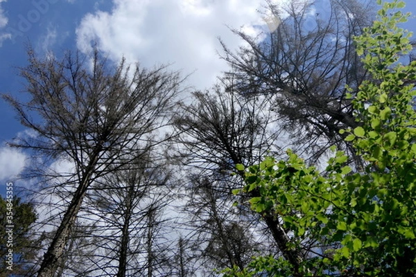 Fototapeta abgestorbene Fichten