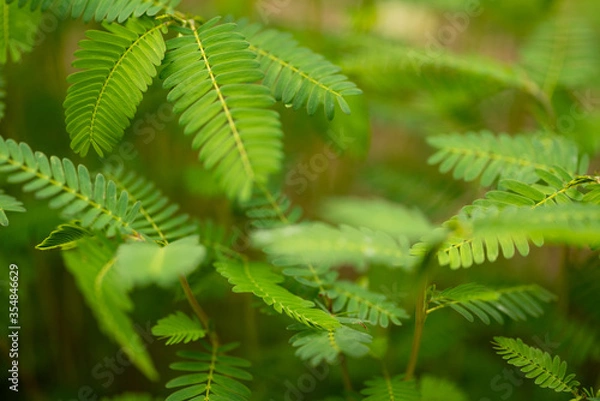 Obraz 薬草　カワラケツメイ