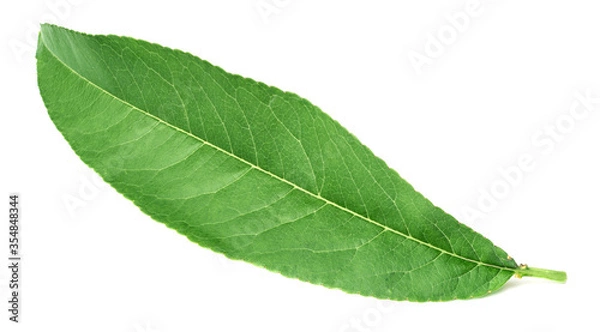 Fototapeta fresh peach leaf isolated on white background