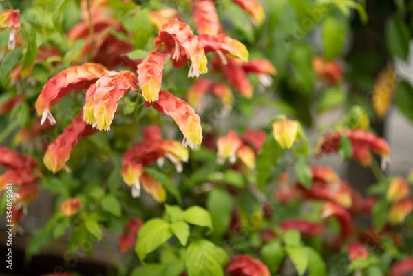 Obraz コエビソウ