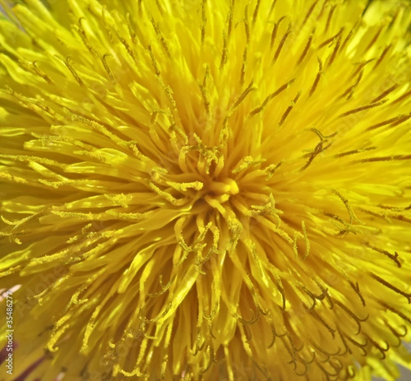 Fototapeta Inside a dandelion - macro. Floral background