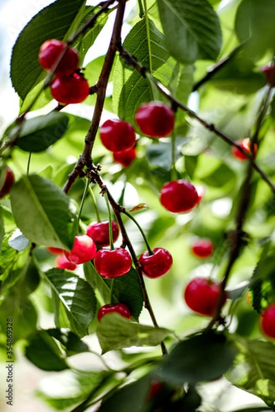 Fototapeta Bunches of red cherries in the garden on the branches.
