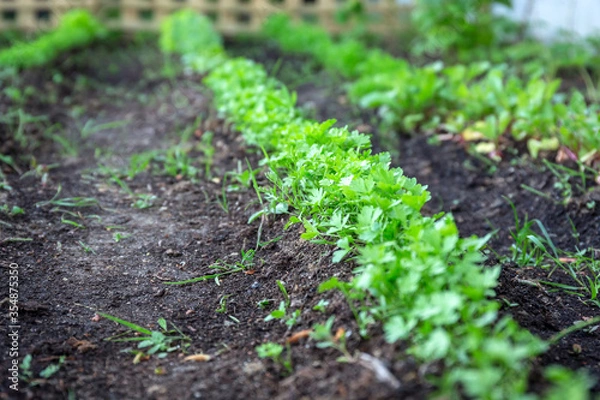 Fototapeta Line of carrots planted in the garden