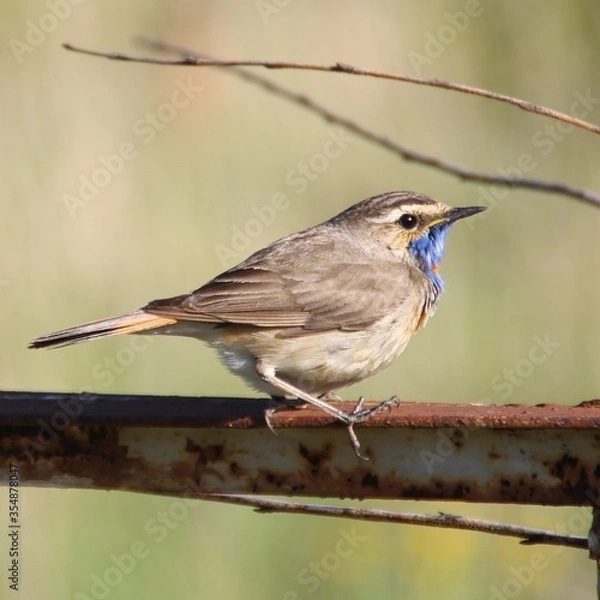 Obraz Bluethroat