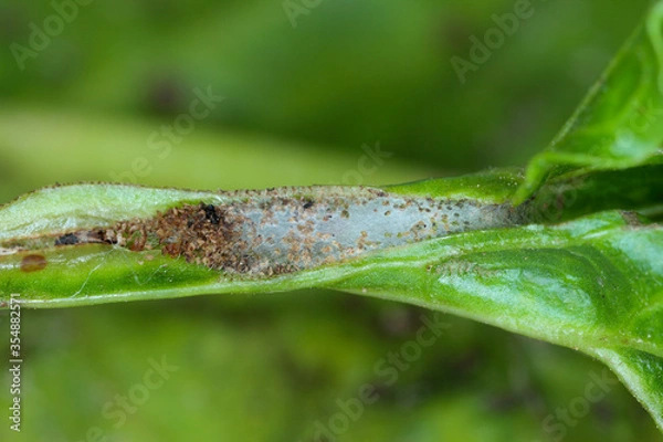 Obraz Caterpillar of the beet moth Scrobipalpa ocellatella. It is a moth in the family Gelechiidae. This is an important pest of sugar beet and other crops. Insect on damaged plant.