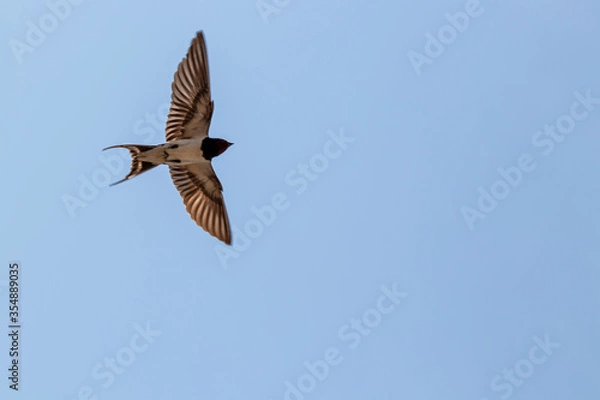 Obraz Barn swallow with open wings