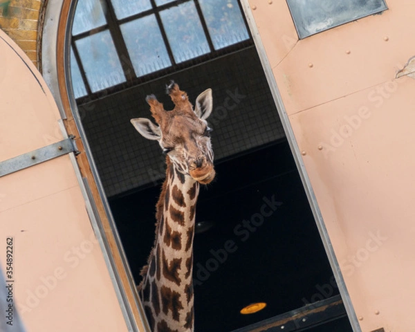 Obraz giraffe being playful