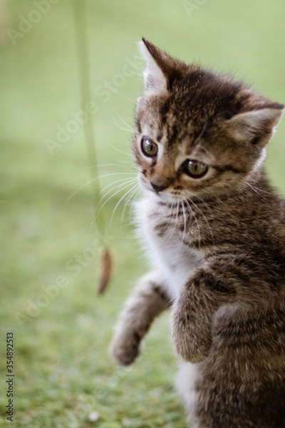 Fototapeta cat on a tree