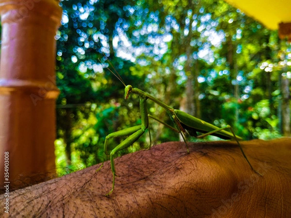 Obraz Thanakolapeththa, Sri Lanka