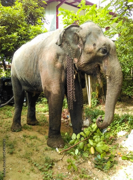 Obraz Elephant in Sri Lanka