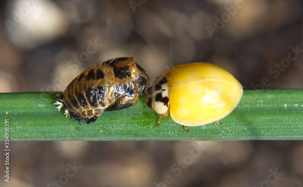 Obraz Marienkäfer - Verpuppung