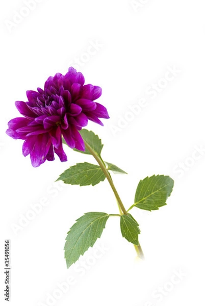 Fototapeta цветок георгин