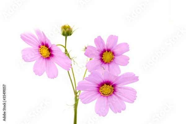 Obraz розовые цветы