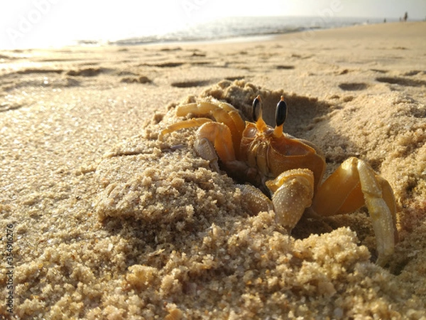Fototapeta Ghost crab on a golden sand beach in the afternoon