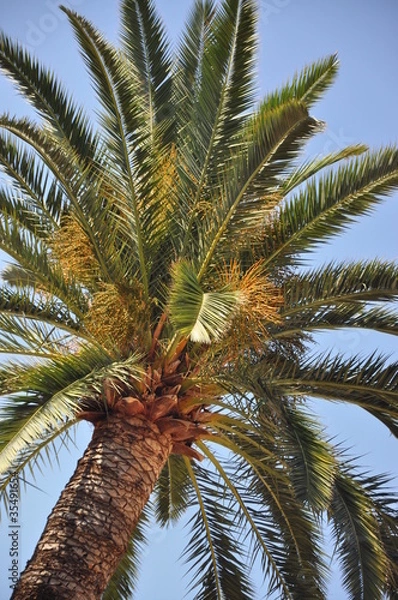 Obraz palma con cielo