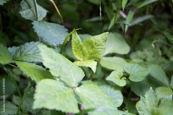 Fototapeta ミツバ