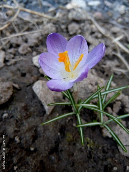Obraz Blue spring crocus close-up on a flowerbed in spring