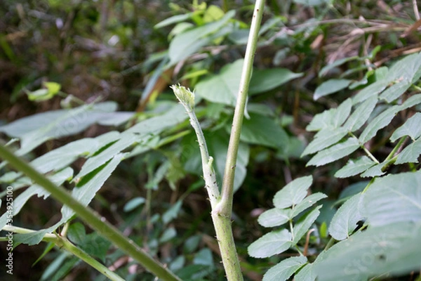 Fototapeta タラの芽