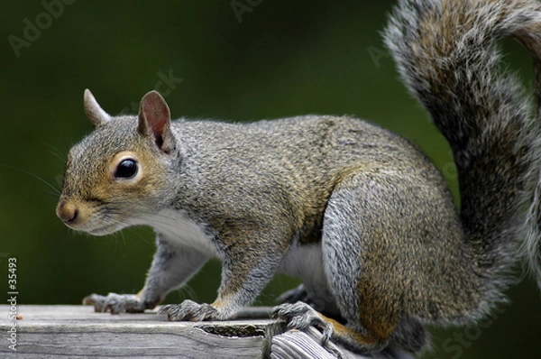 Obraz squirrel feeding