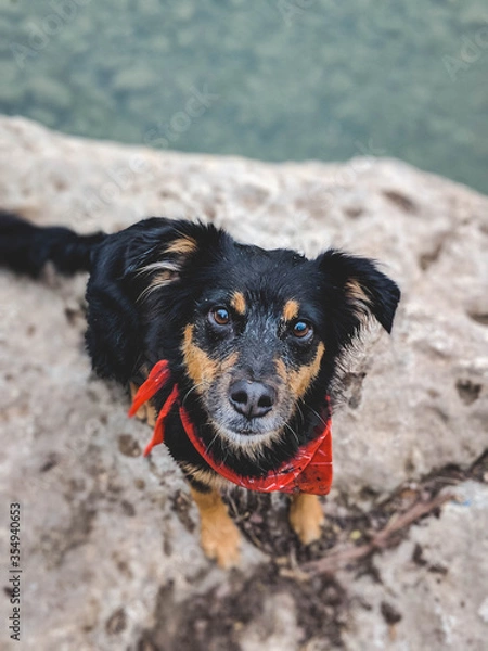 Obraz Dog With Eyebrows