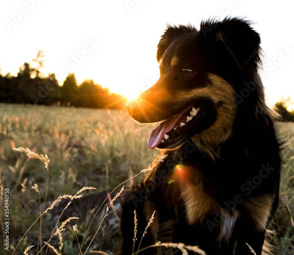 Obraz Sun setting on dogs nose