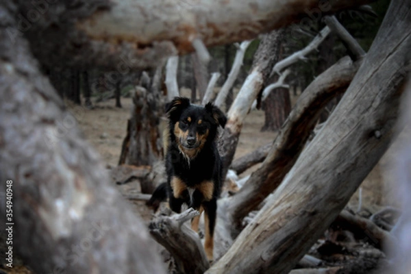 Obraz Dog's Perspective