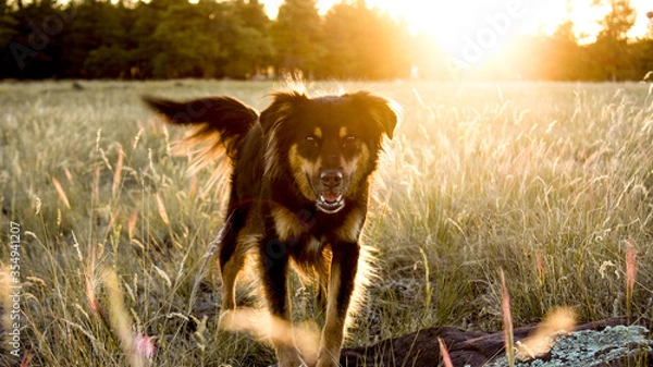 Obraz Good Dog with Eyebrows