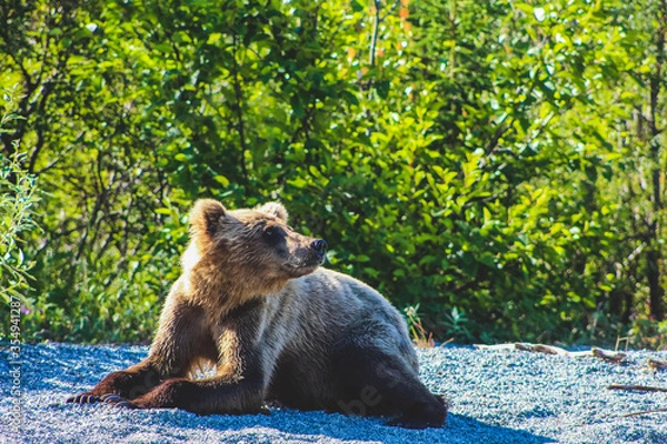Obraz Myślący Niedźwiedź