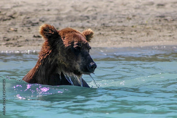 Obraz swimming bear