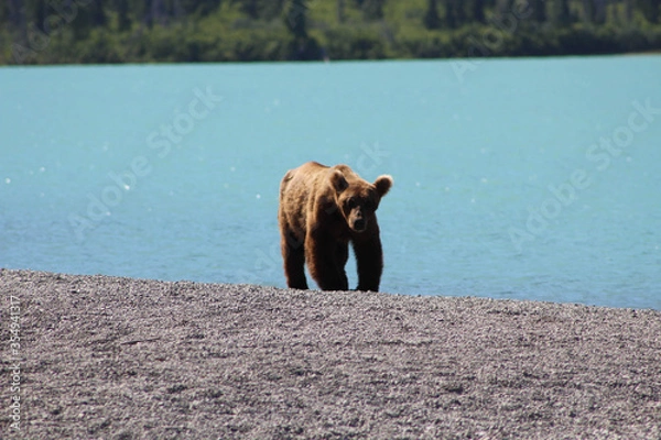 Obraz Bear on Horizon