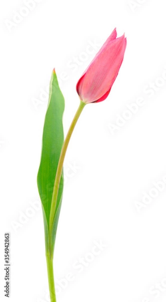 Fototapeta Red tulips isolated.