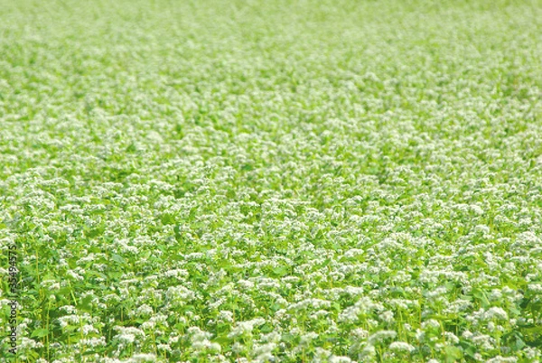 Fototapeta 蕎麦の花